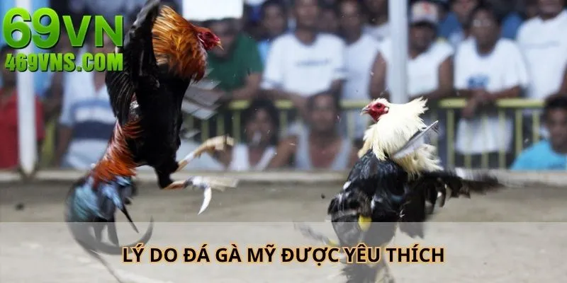 Lý do đấu kê Mỹ nhận được nhiều sự yêu thích